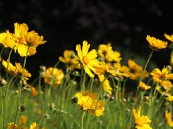 Großblumiges Mädchenauge 'Schnittgold', Coreopsis grandiflora 'Schnittgold', Topfware