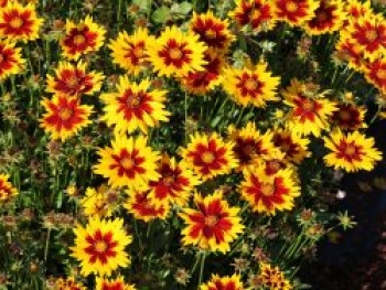 Großblumiges Mädchenauge 'Solar Jewel', Coreopsis grandiflora 'Solar Jewel', Topfware