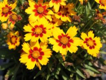 Großblumiges Mädchenauge &#8218;Sonnenkind&#8216;, Coreopsis grandiflora &#8218;Sonnenkind&#8216;, Topfware