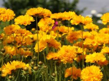 Großblumiges Mädchenauge 'Sunray' ®, Coreopsis grandiflora 'Sunray' ®, Containerware