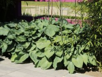 Große Blaublatt-Funkie &#8218;Big Daddy&#8216;, Hosta sieboldiana &#8218;Big Daddy&#8216;, Topfware