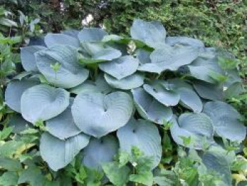 Große Blaublatt-Funkie 'Elegans', Hosta sieboldiana 'Elegans', Topfware