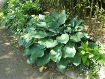 Große Blaugraue Funkie &#8218;Blue Angel&#8216;, Hosta sieboldiana &#8218;Blue Angel&#8216;, Topfware