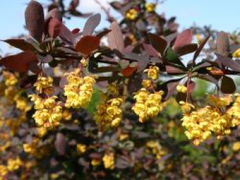 Große Blutberberitze 'Superba', 100-150 cm, Berberis ottawensis 'Superba', Containerware