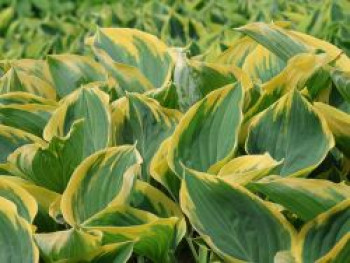 Große Gelbrand-Funkie &#8218;Sagae&#8216;, Hosta fluctuans &#8218;Sagae&#8216;, Topfware