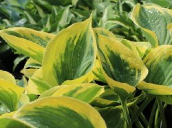 Große Goldrand-Funkie 'Clifford's Forest Fire' ®, Hosta x cultorum 'Clifford's Forest Fire' ®, Topfware