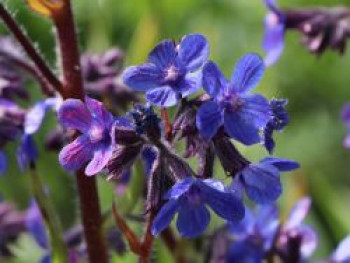 Große Ochsenzunge &#8218;Dropmore&#8216;, Anchusa azurea &#8218;Dropmore&#8216;, Topfware