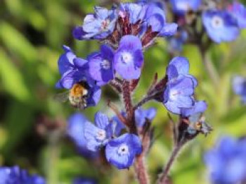 Große Ochsenzunge &#8218;Loddon Royalist&#8216;, Anchusa azurea &#8218;Loddon Royalist&#8216;, Topfware