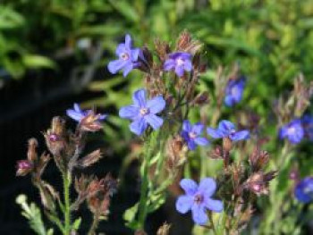 Große Ochsenzunge, Anchusa azurea, Topfware