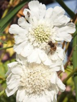 Große Skabiose 'Alba', Scabiosa caucasica 'Alba', Topfware
