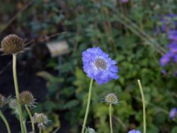 Große Skabiose 'Blauer Atlas', Scabiosa caucasica 'Blauer Atlas', Topfware