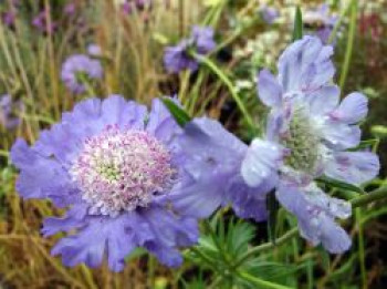 Große Skabiose 'Clive Greaves', Scabiosa caucasica 'Clive Greaves', Topfware