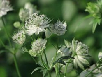 Große Sterndolde &#8218;Alba&#8216;, Astrantia major &#8218;Alba&#8216;, Topfware