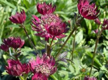 Große Sterndolde &#8218;Burgundy Manor&#8216;, Astrantia major &#8218;Burgundy Manor&#8216;, Topfware