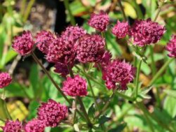 Große Sterndolde 'Capri', Astrantia major 'Capri', Topfware