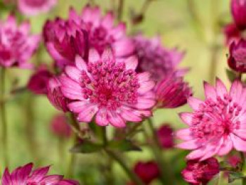 Große Sterndolde &#8218;Cerise Button&#8216;, Astrantia major &#8218;Cerise Button&#8216;, Topfware