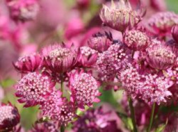 Große Sterndolde &#8218;Lars&#8216;, Astrantia major &#8218;Lars&#8216;, Topfware