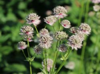 Große Sterndolde, Astrantia major, Topfware