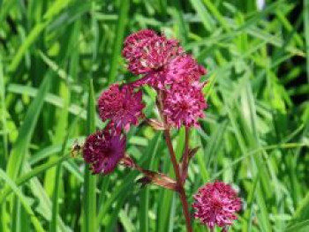 Große Sterndolde 'Night Owl', Astrantia major 'Night Owl', Topfware