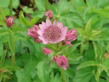 Große Sterndolde 'Pink Button', Astrantia major 'Pink Button', Topfware