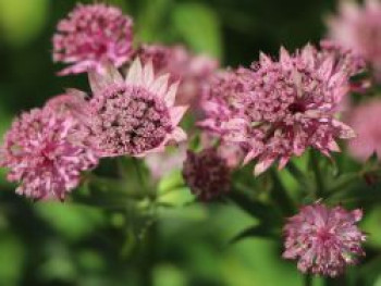 Große Sterndolde 'Pink Pride', Astrantia major 'Pink Pride', Topfware