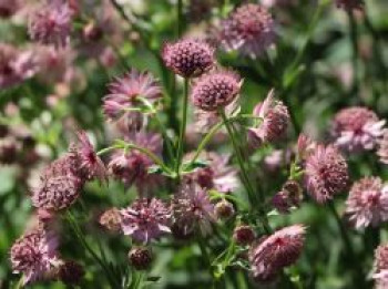 Große Sterndolde &#8218;Roma&#8216; ®, Astrantia major &#8218;Roma&#8216;  ®, Topfware