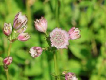 Große Sterndolde 'Rosa Lee', Astrantia major 'Rosa Lee', Topfware