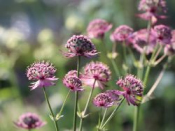 Große Sterndolde &#8218;Rosensinfonie&#8216;, Astrantia major &#8218;Rosensinfonie&#8216;, Topfware