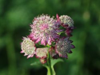 Große Sterndolde &#8218;Rubra&#8216;, Astrantia major &#8218;Rubra&#8216;, Topfware