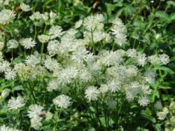 Große Sterndolde 'Sparkling Stars White', Astrantia major 'Sparkling Stars White', Topfware