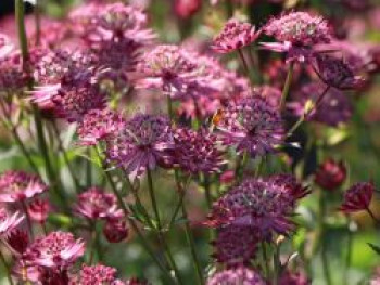 Große Sterndolde &#8218;Star of Love&#8216;, Astrantia major &#8218;Star of Love&#8216;, Topfware