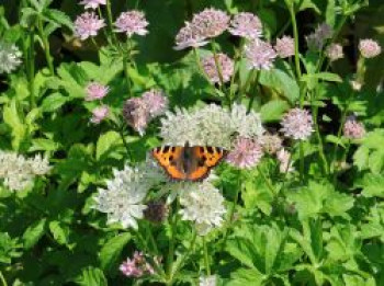 Große Sterndolde 'Superstar', Astrantia major 'Superstar', Topfware