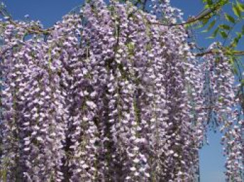 Großer Edel-Blauregen / Glyzine 'Macrobotrys', 150-175 cm, Wisteria floribunda 'Macrobotrys', Containerware