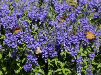 Großer Ehrenpreis &#8218;Knallblau&#8216;, Veronica teucrium &#8218;Knallblau&#8216;, Topfware