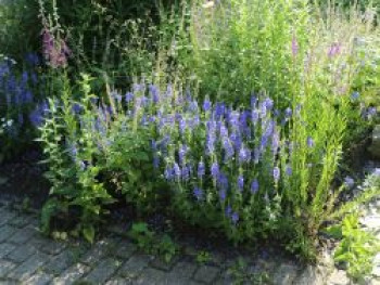 Großer Ehrenpreis &#8218;Lapis Lazuli&#8216;, Veronica teucrium &#8218;Lapis Lazuli&#8216;, Topfware