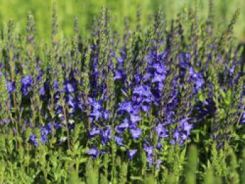 Großer Ehrenpreis &#8218;Royal Blue&#8216;, Veronica teucrium &#8218;Royal Blue&#8216;, Topfware