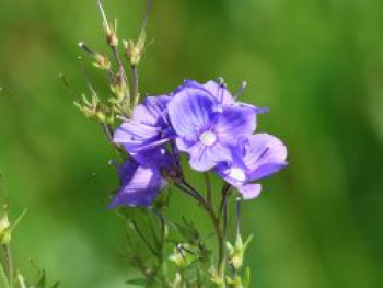 Großer Ehrenpreis 'Shirley Blue', Veronica teucrium 'Shirley Blue', Topfware