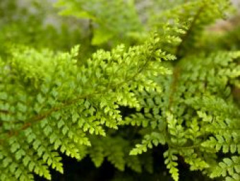 Großer Filigranfarn &#8218;Proliferum Herrenhausen&#8216;, Polystichum setiferum &#8218;Proliferum Herrenhausen&#8216;, Topfware