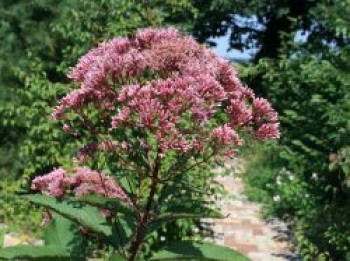 Großer Garten Wasserdost &#8218;Atropurpureum&#8216;, Eupatorium fistulosum &#8218;Atropurpureum&#8216;, Topfware