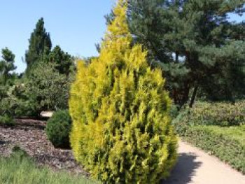 Großer Lebensbaum &#8218;Goldy&#8216; ® (S), 30-40 cm, Thuja plicata &#8218;Goldy&#8216; ® (S), Containerware