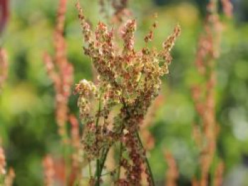 Großer Sauerampfer, Rumex acetosa, Topfware