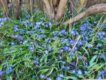 Großer Schneeglanz, Chionodoxa luciliae, Topfware