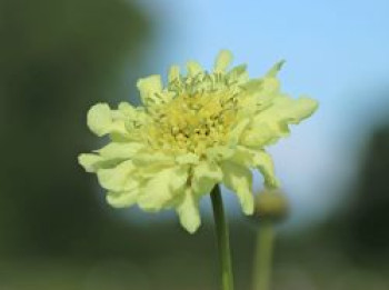 Großer Schuppenkopf, Cephalaria gigantea, Topfware