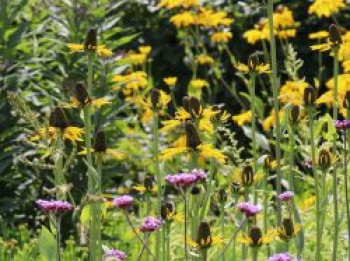 Großer Sonnenhut, Rudbeckia maxima, Topfware