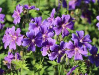 Großer Storchschnabel, Geranium x magnificum, Topfware