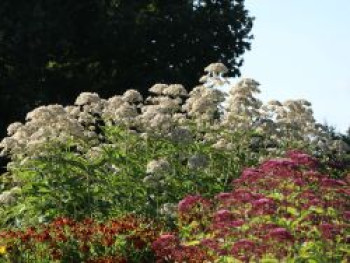 Großer Wasserdost &#8218;Album&#8216;, Eupatorium fistulosum &#8218;Album&#8216;, Topfware