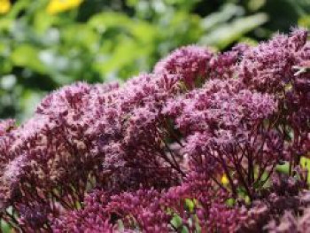 Großer Wasserdost &#8218;Baby Joe&#8216;, Eupatorium fistulosum &#8218;Baby Joe&#8216;, Topfware