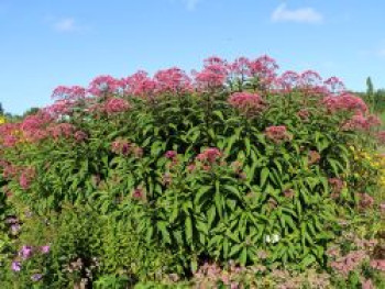 Großer Wasserdost &#8218;Glutball&#8216;, Eupatorium fistulosum &#8218;Glutball&#8216;, Topfware