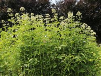 Großer Wasserdost &#8218;Ivory Towers&#8216;, Eupatorium fistulosum forma albidum &#8218;Ivory Towers&#8216;, Topfware