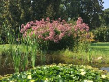 Großer Wasserdost &#8218;Phantom&#8216;, Eupatorium fistulosum &#8218;Phantom&#8216;, Topfware